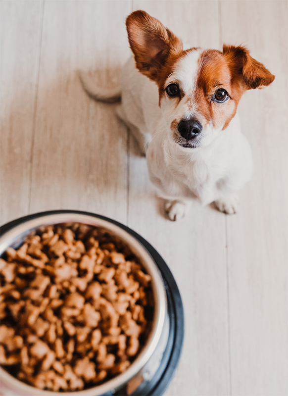 dog waiting for his dinner