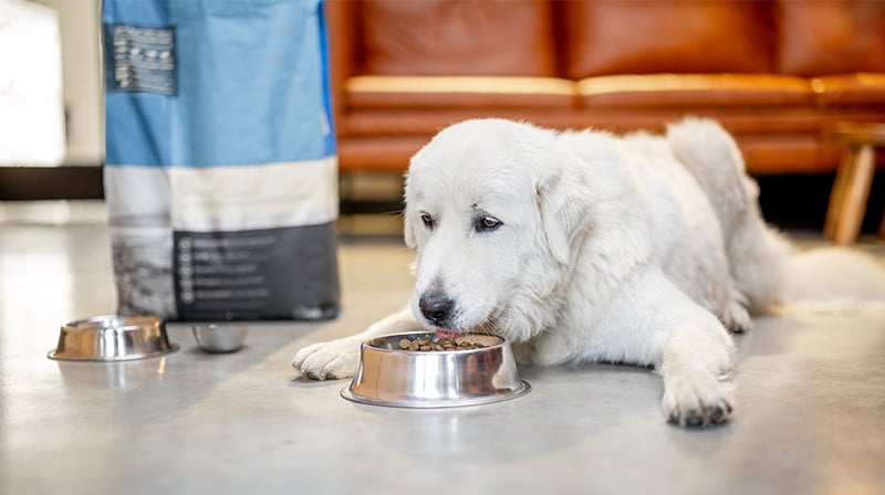 white dog eating his dry food